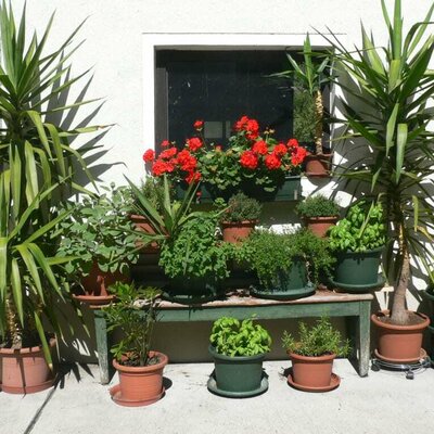 Our herb garden