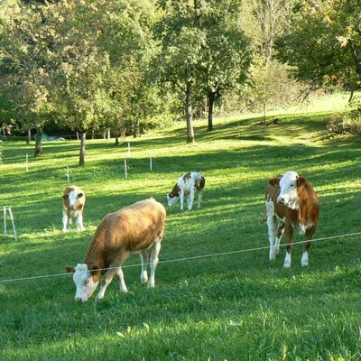 Calves on the pasture in autumn