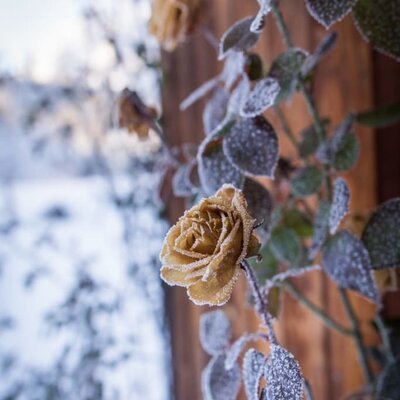 Roses in Wintertime