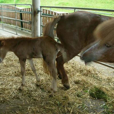 Our foal Dottla is born!!