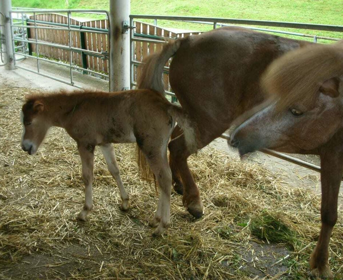 Our foal Dottla is born!!