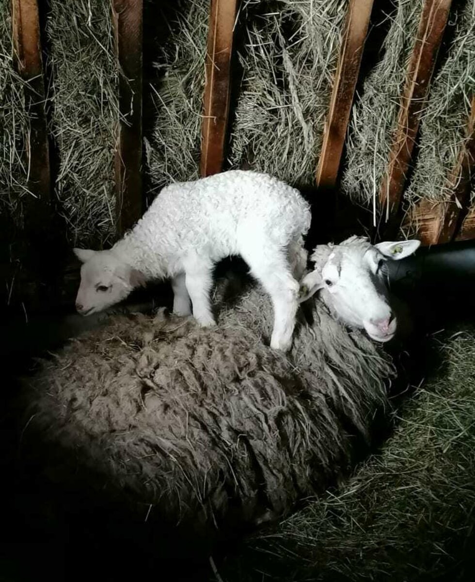 New born lamb