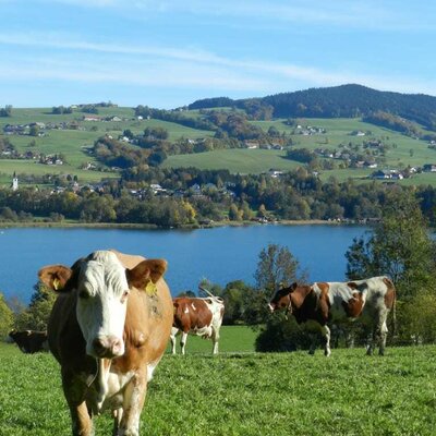 Cows with a view