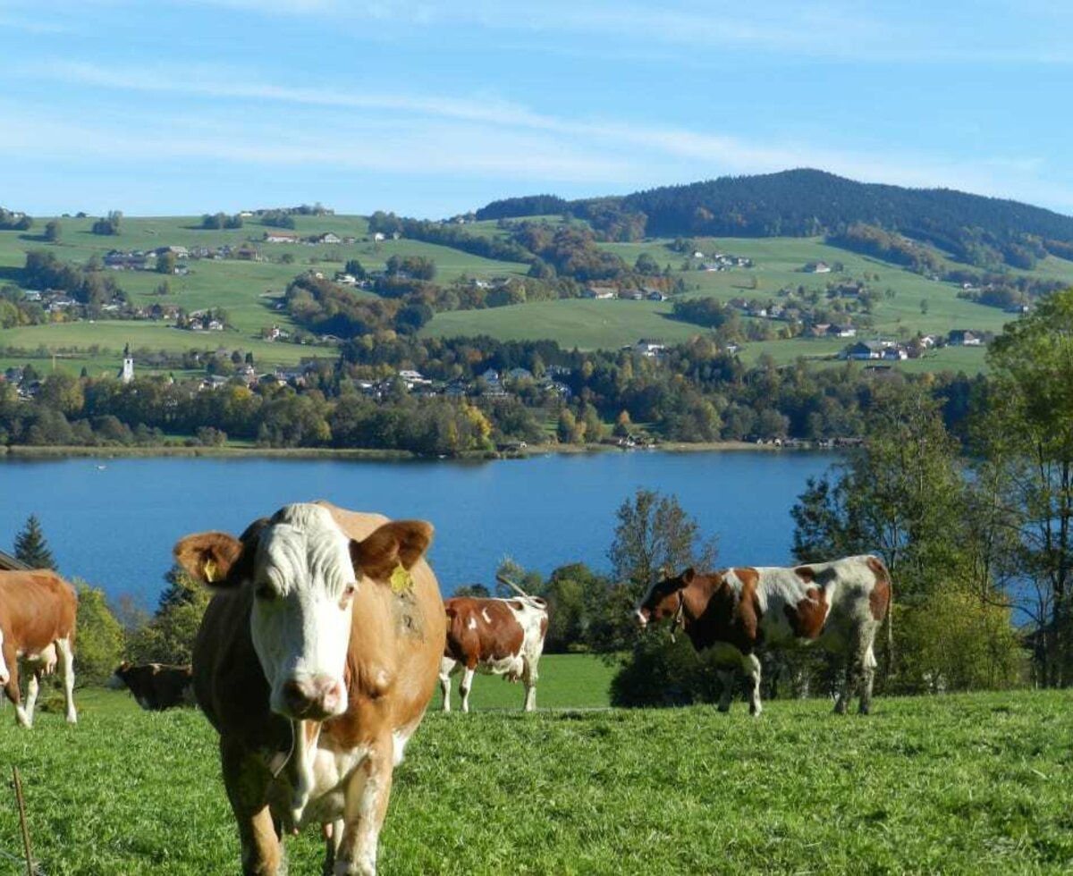 Cows with a view