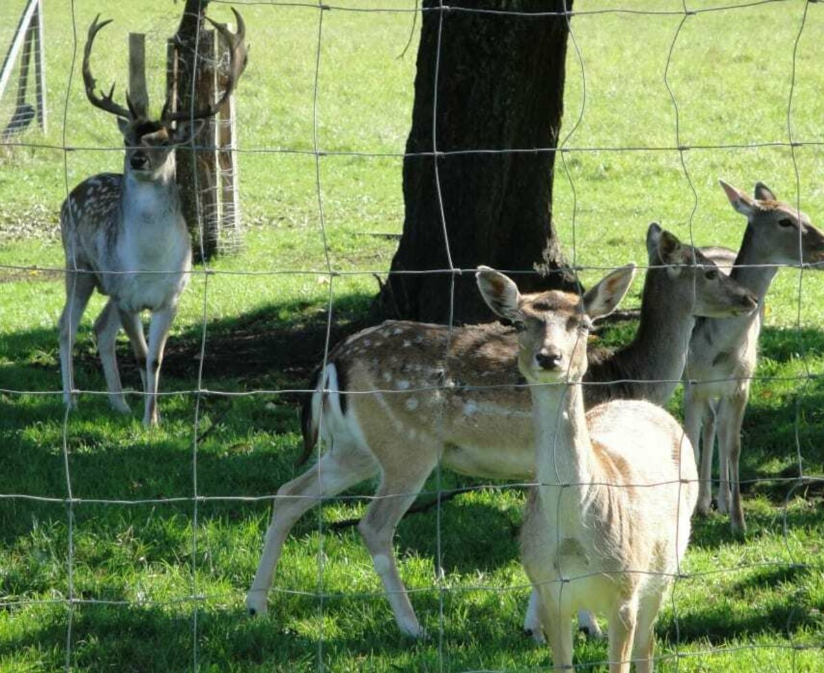 Fallow deer