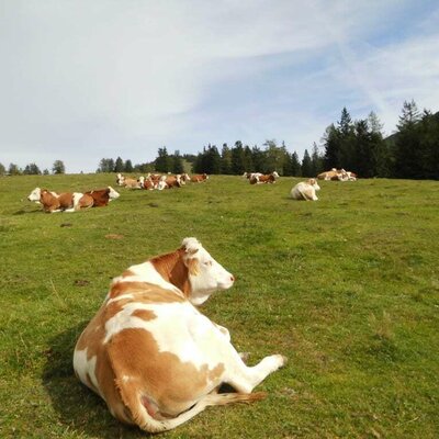 Our cows on the pasture