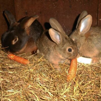 Bunnies with carrots