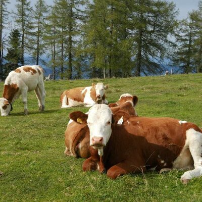 Our cows on the pasture