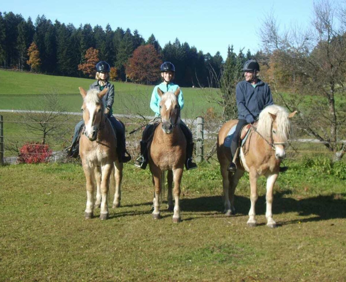 Our Haflinger horses