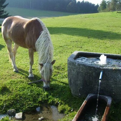 Our Haflinger horses