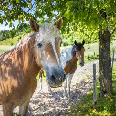 our Horses