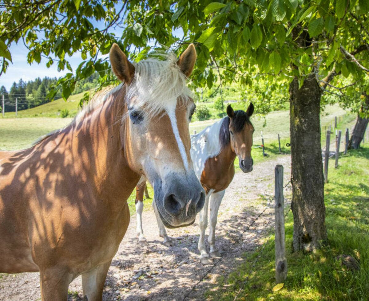 our Horses