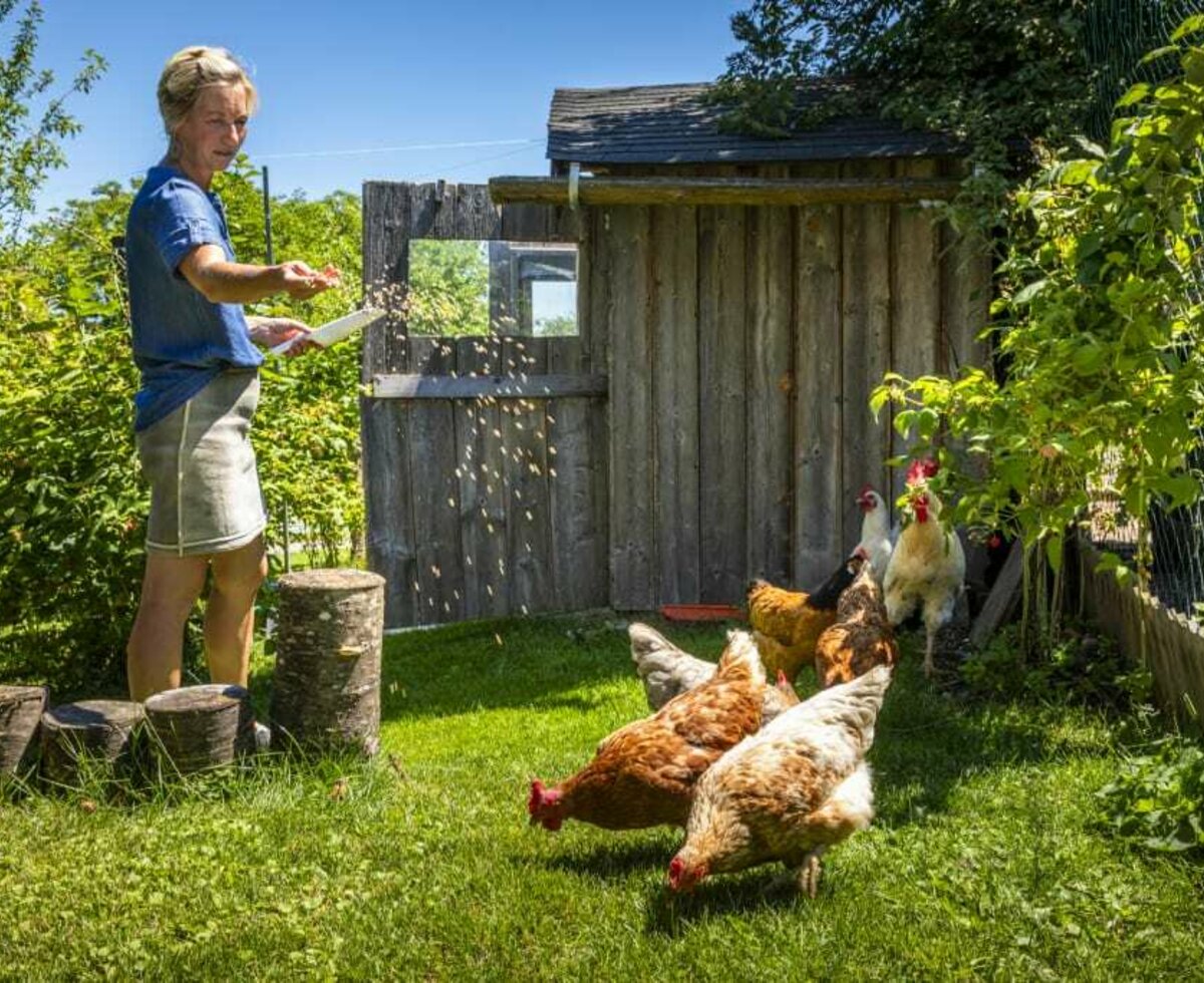 Maria feeding the chickens.