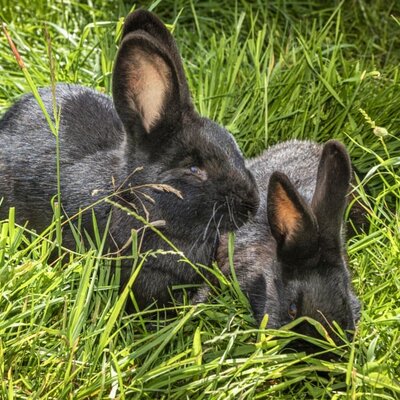 our rabbits