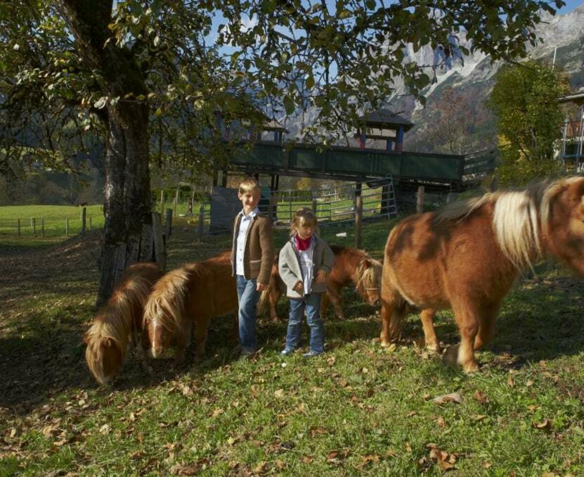 Visiting the dwarf ponies