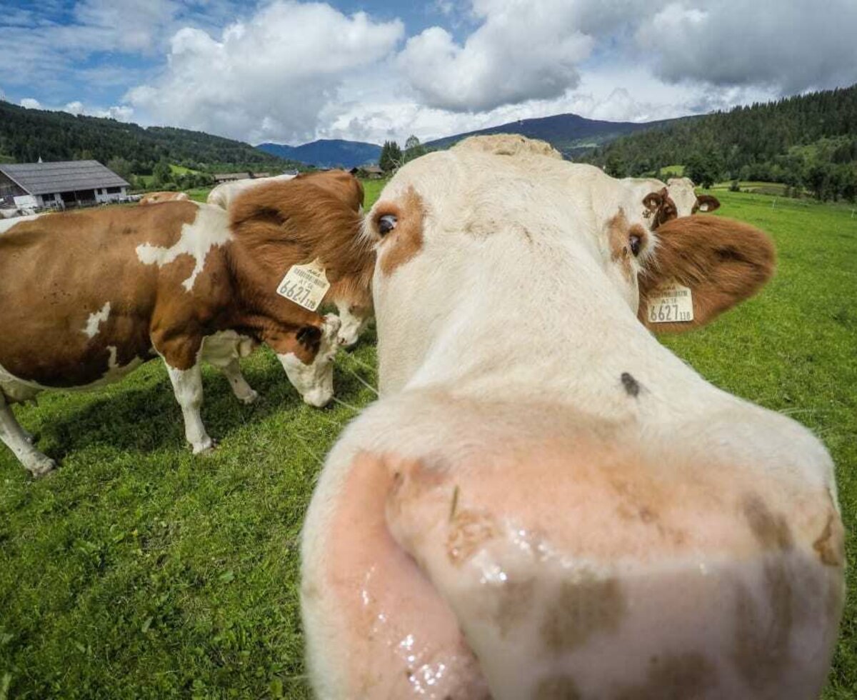 Cows