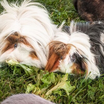 guinea pig