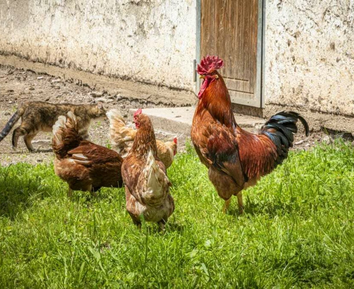 our chickens and our rooster