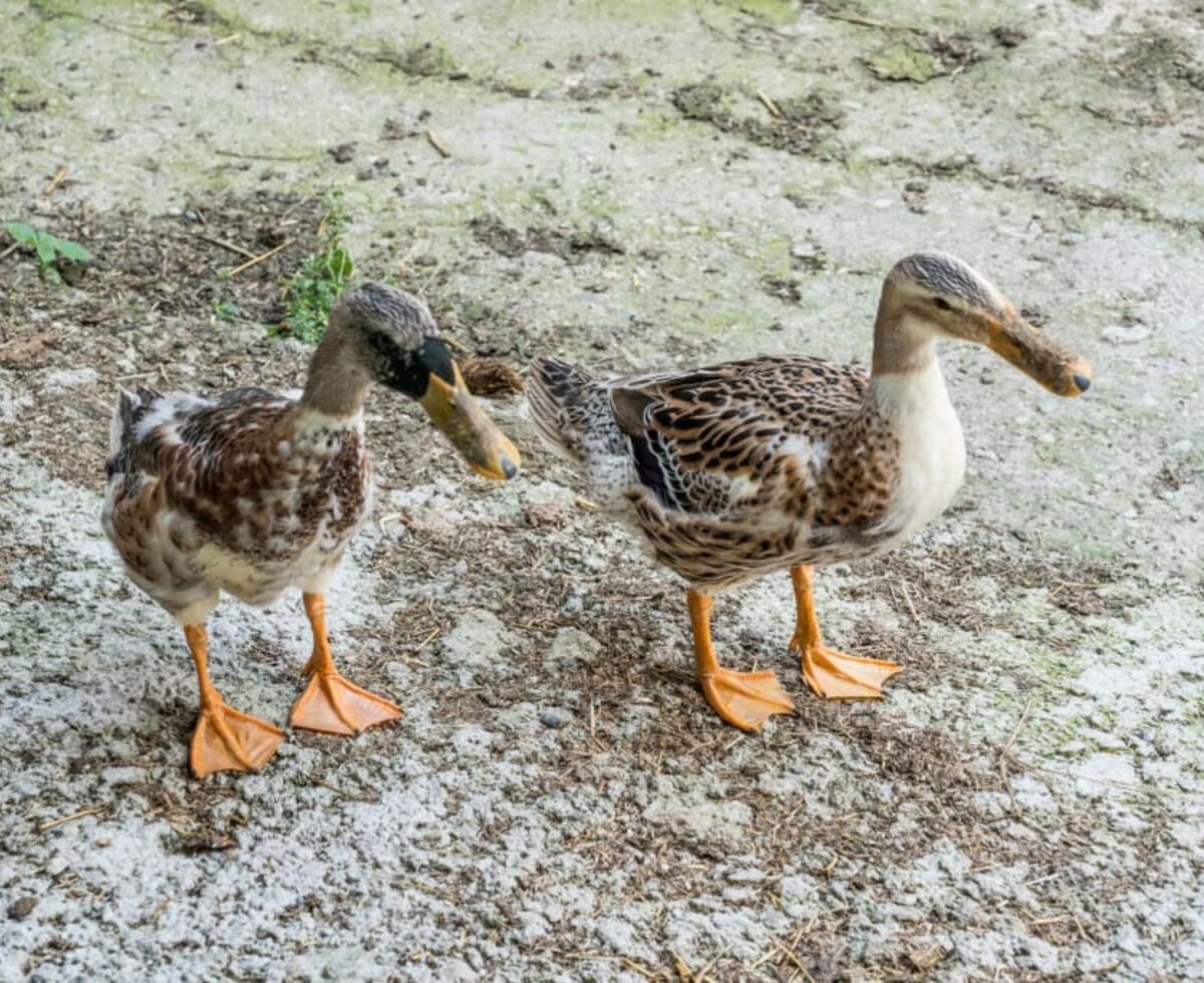 ducks