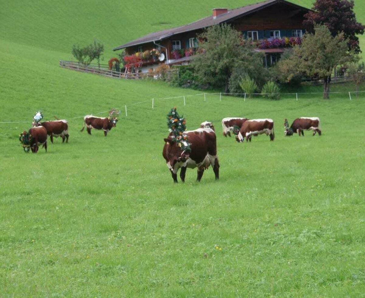 Pinzgauer on the pasture