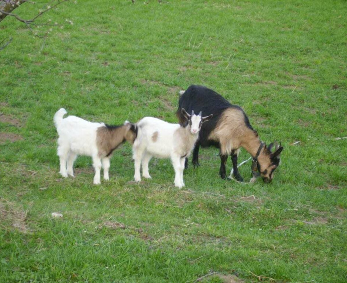 Our goat with kids