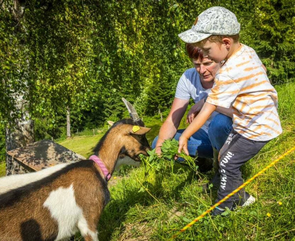 Feeding the goats