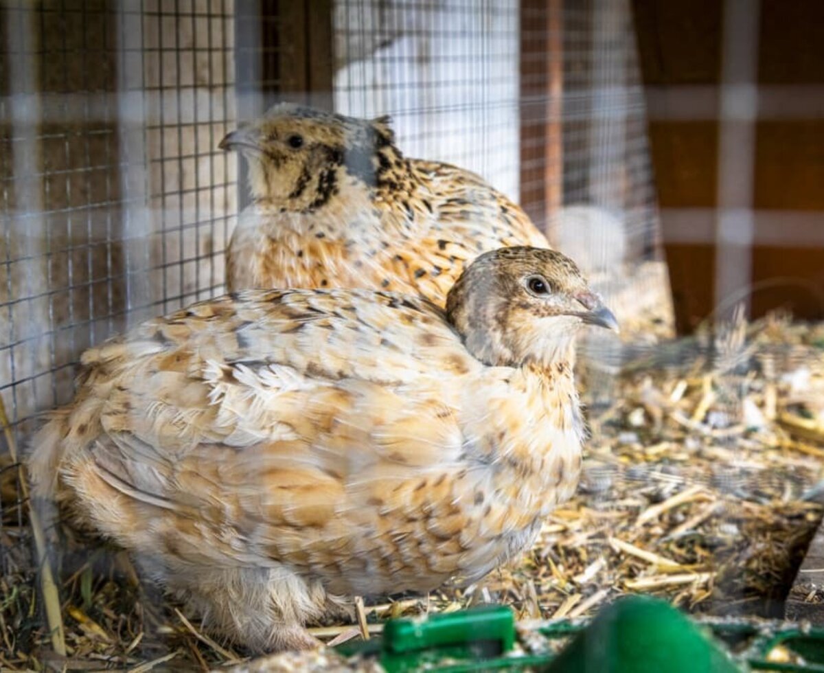 Quails