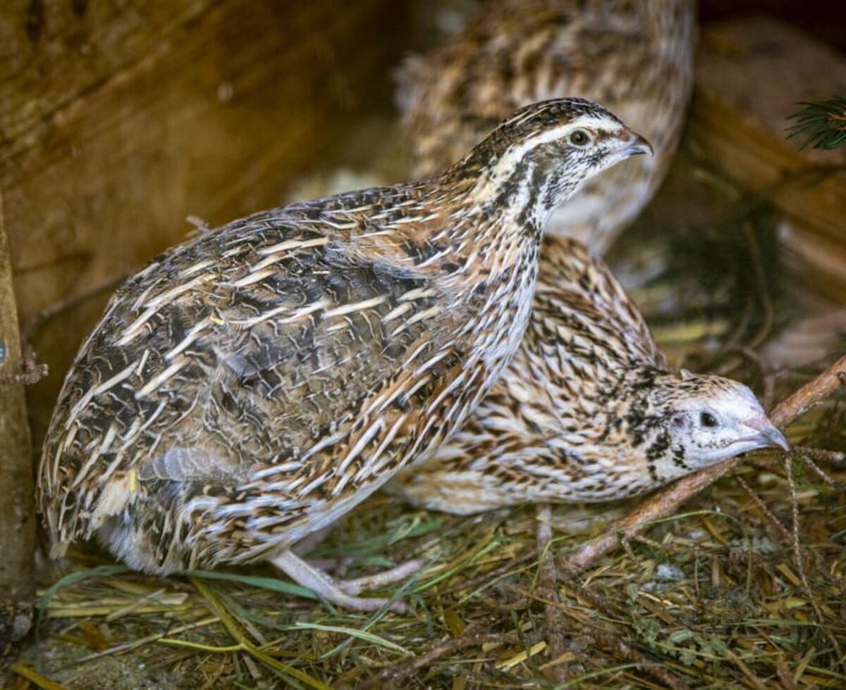 quails