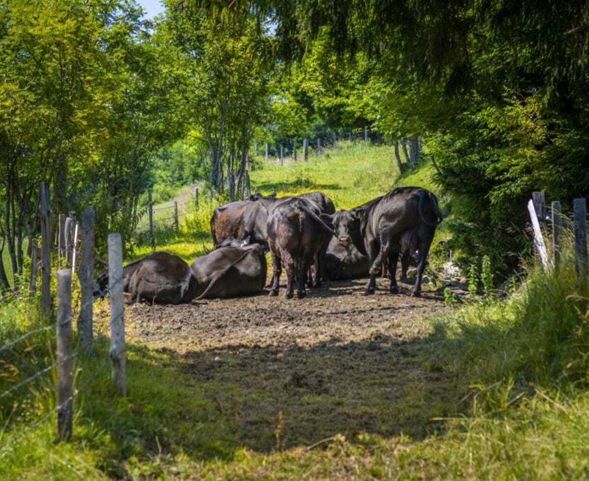 angus cows