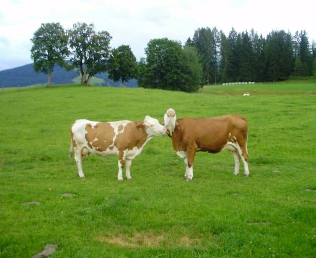 Cows on the pasture