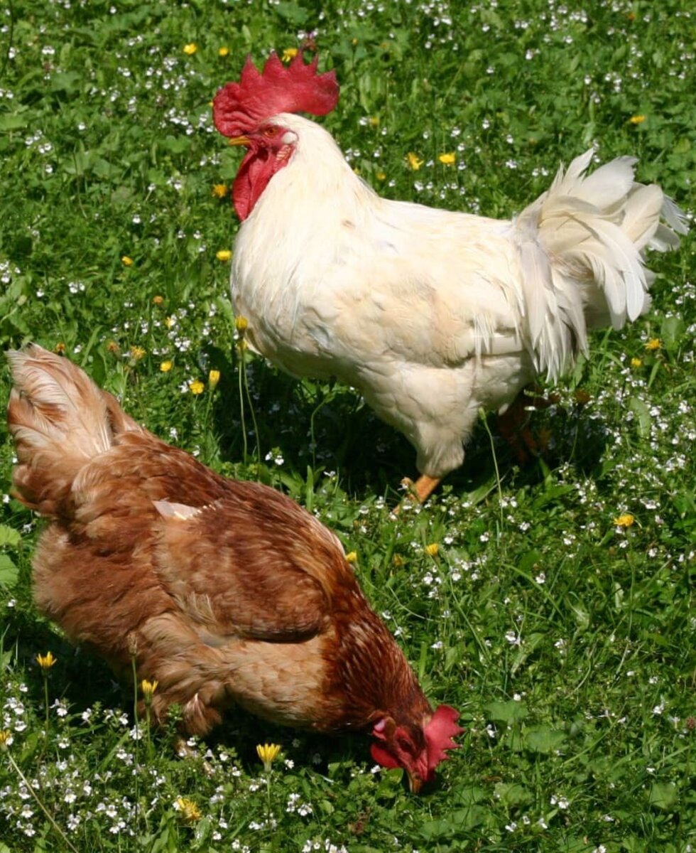 Cockerel and hen