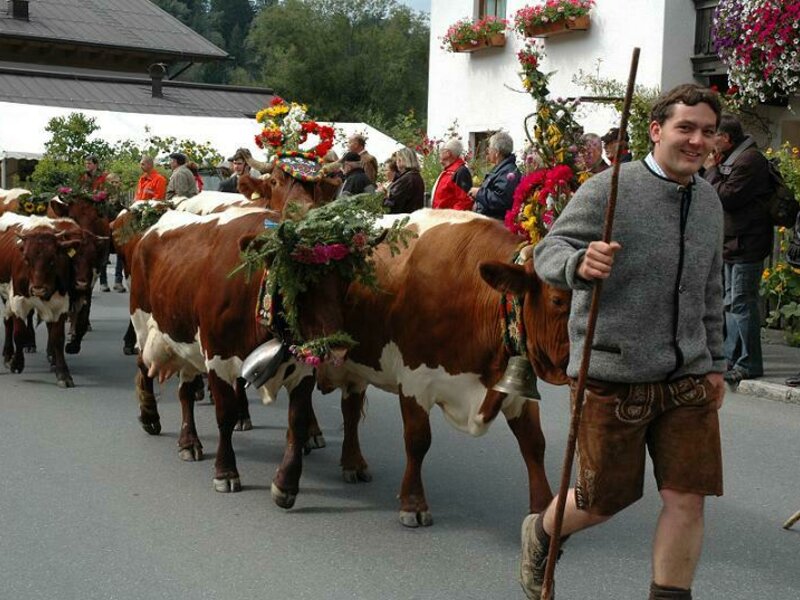 Bringing down cattle from the mountain pastures to the valley