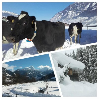 our cows are outside also during winter for a few hours