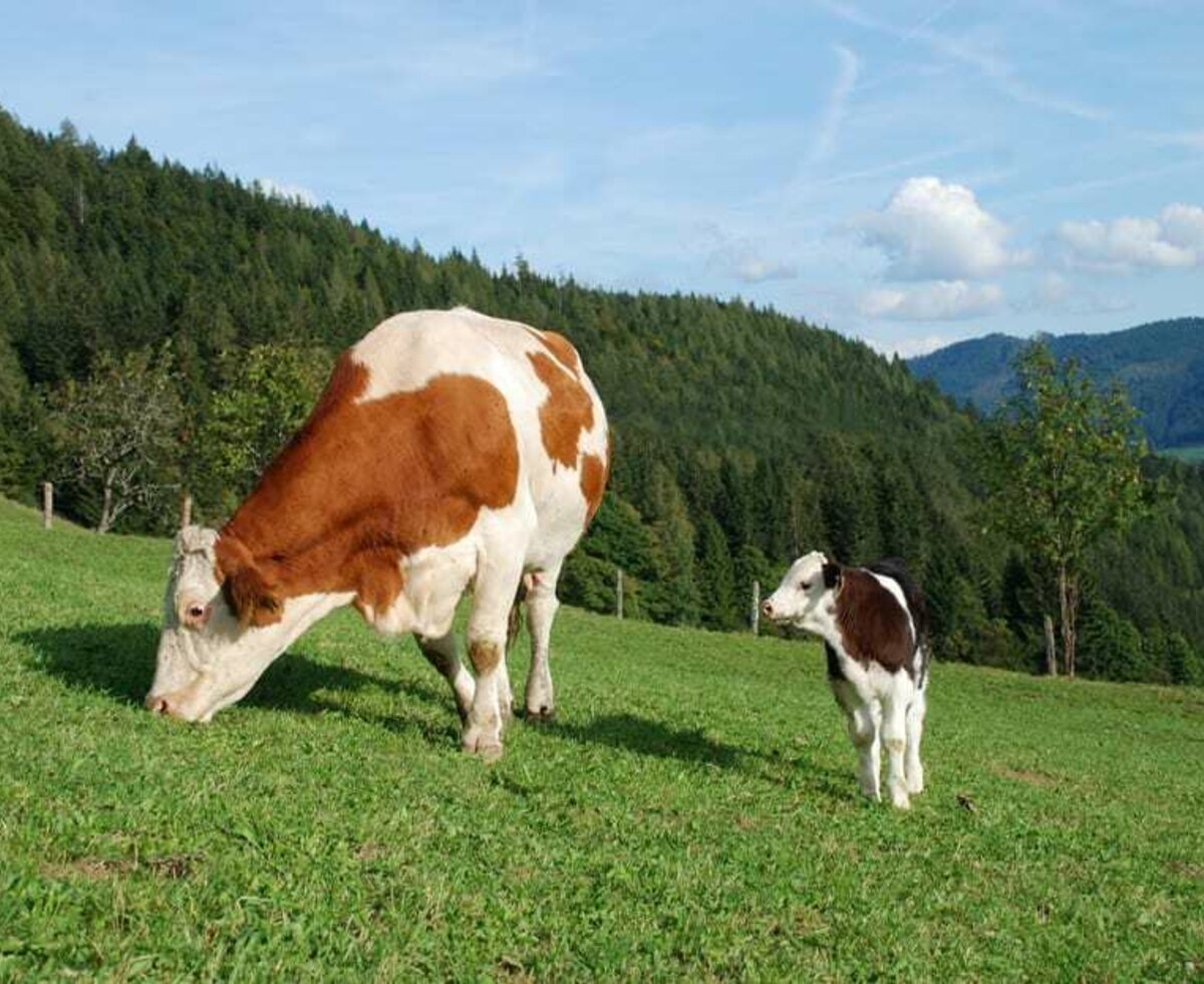 Cow and calves together on the pasture