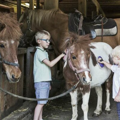 Pony grooming