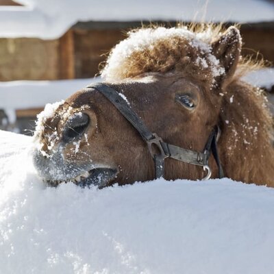 Our pony Fred