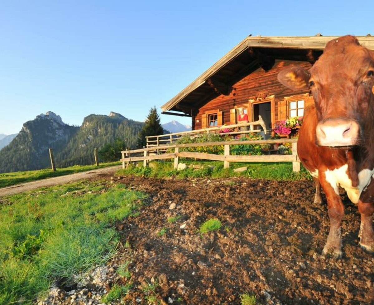 The Götzalm, where our cows go on holiday