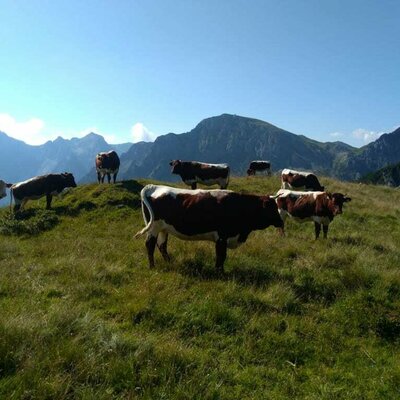 cows in the alps