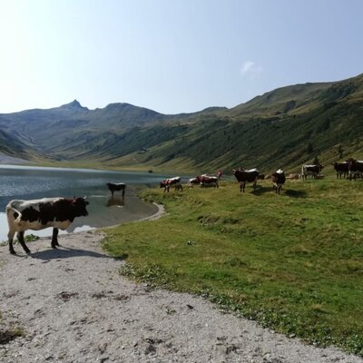 Our Pinzgauer Cows at Tappenkarsee