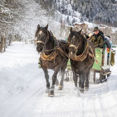  horse sleigh ride Griesbauer