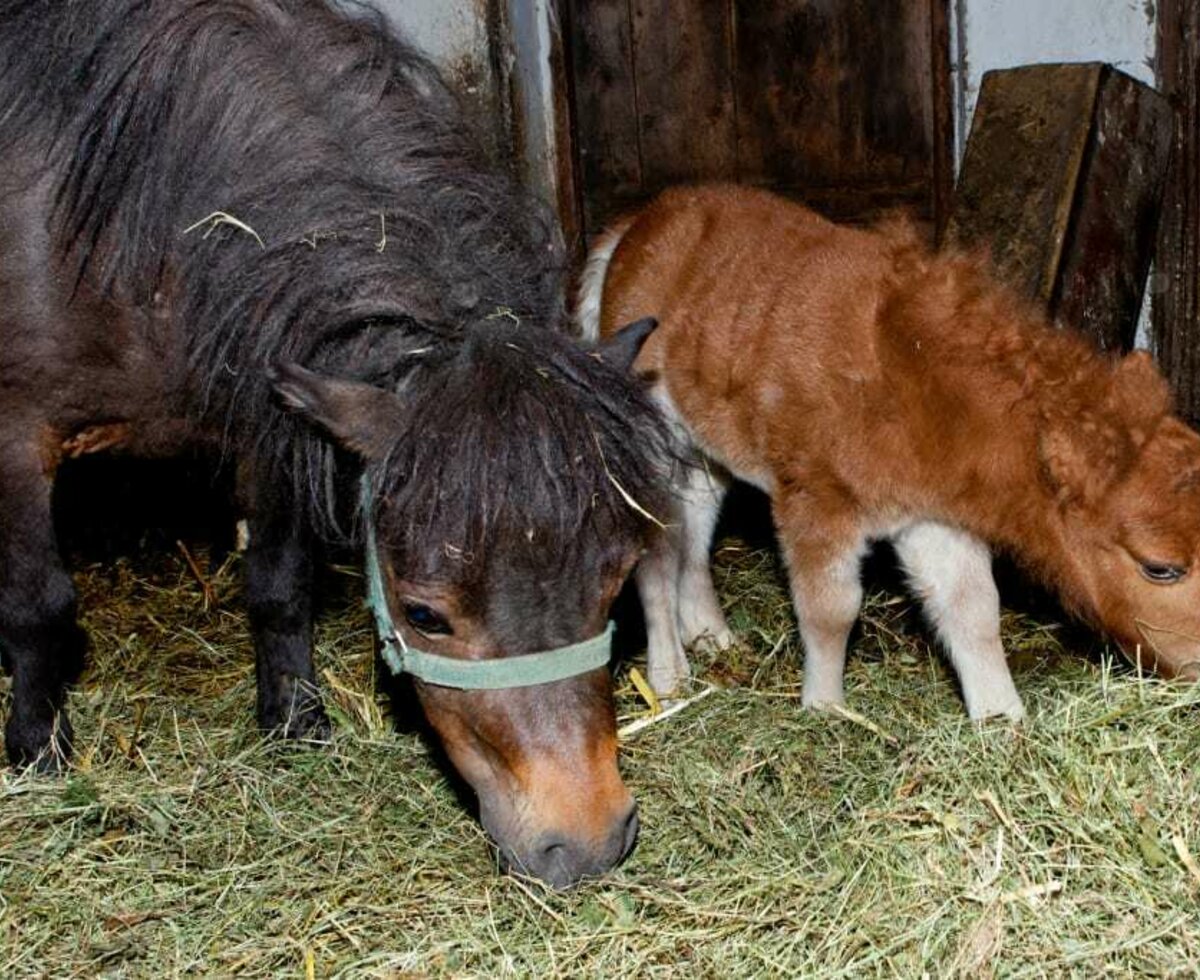 Mini-pony Willi with his mum Pauline