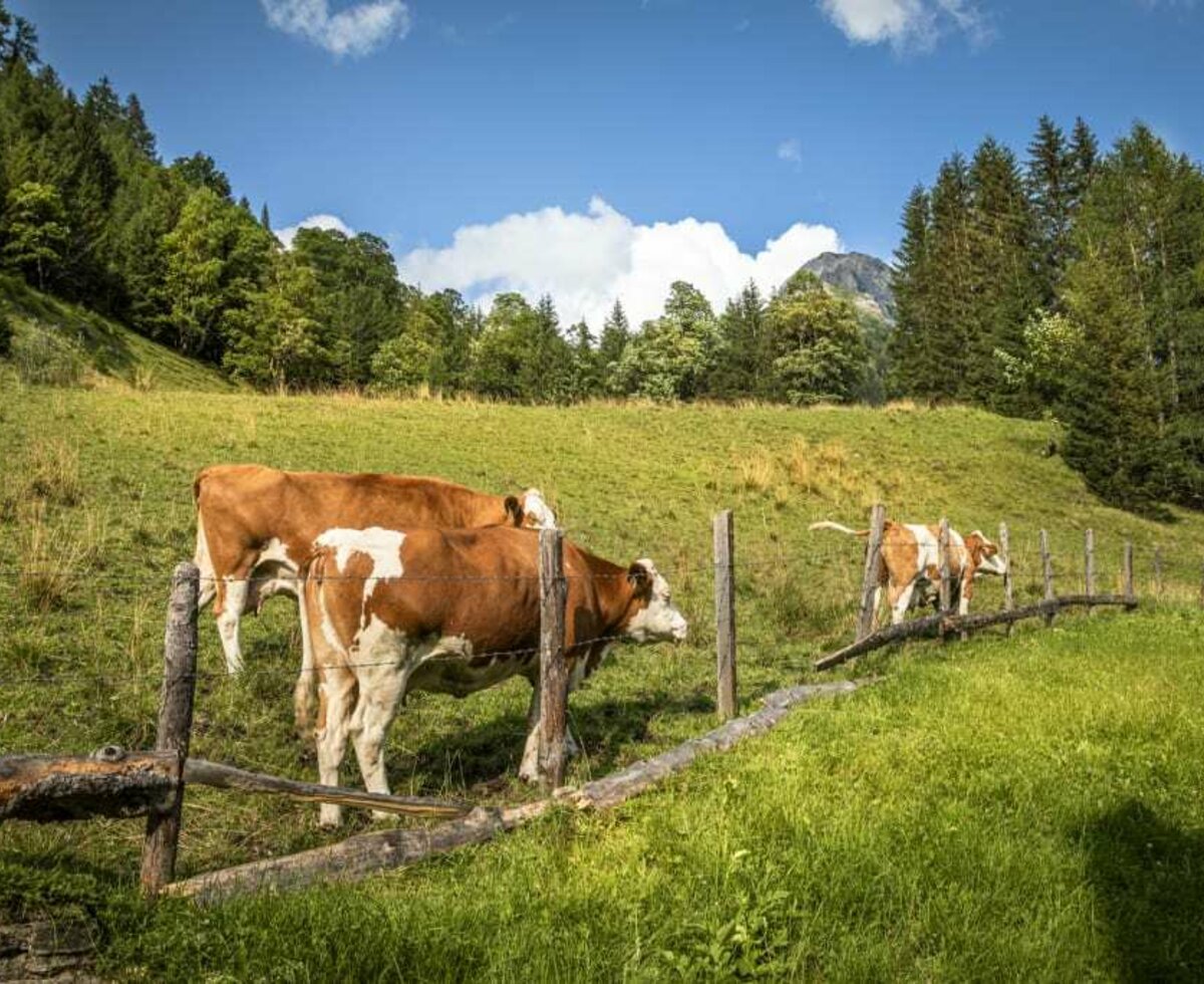 cows