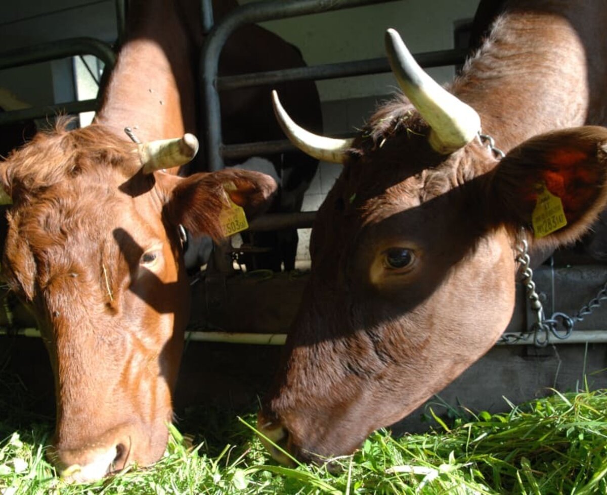 Fresh grass for our cows