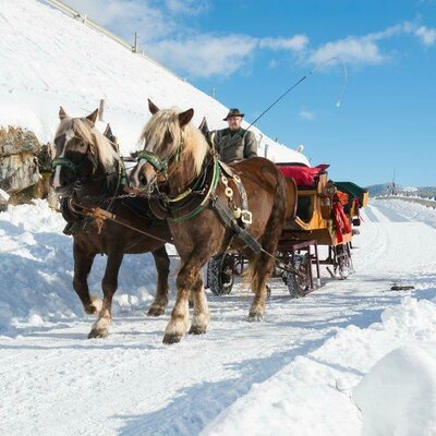 Horsesleighing in the winter