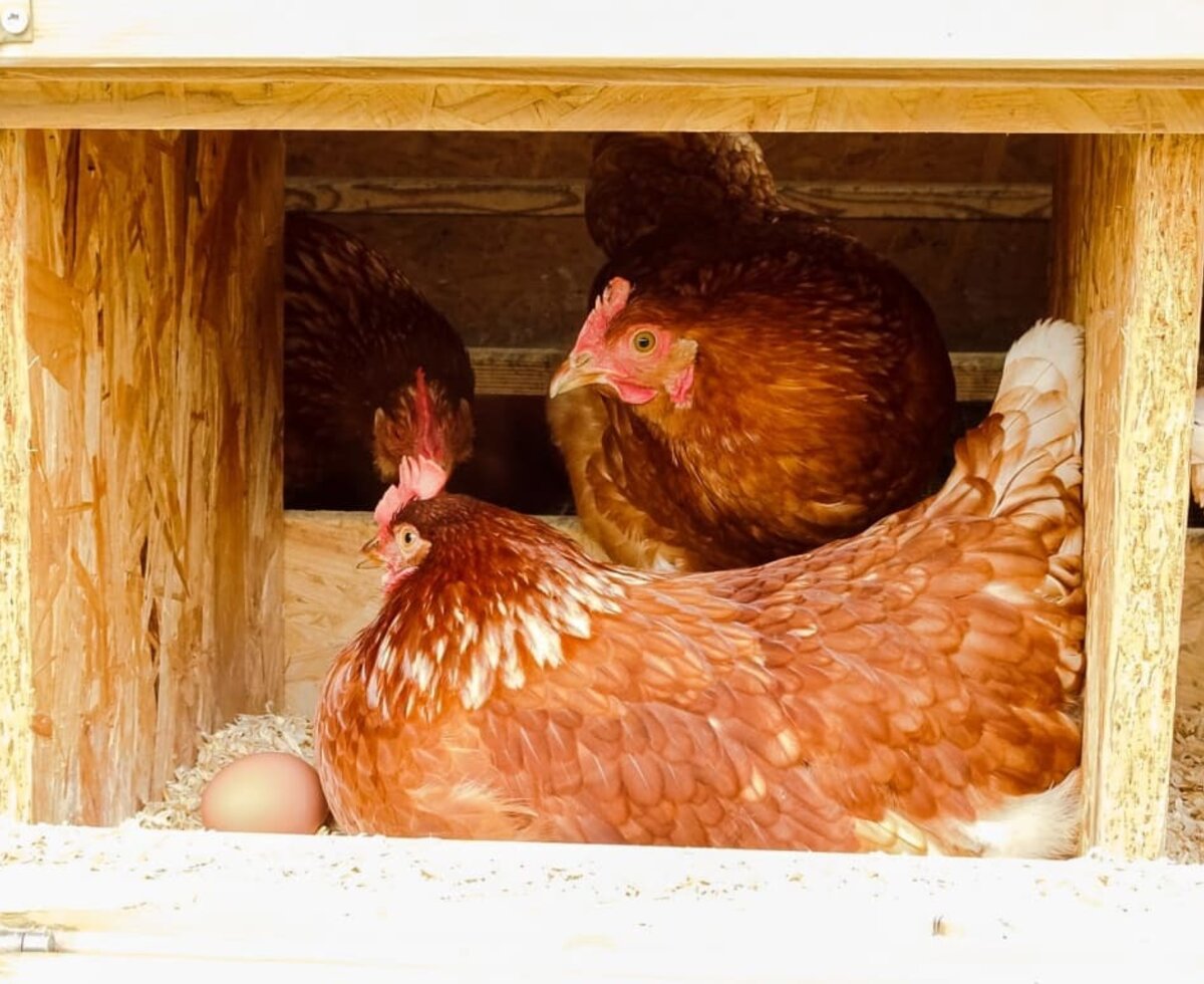 Our hens laying eggs