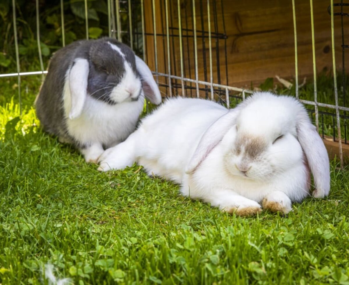 Our two rabbits