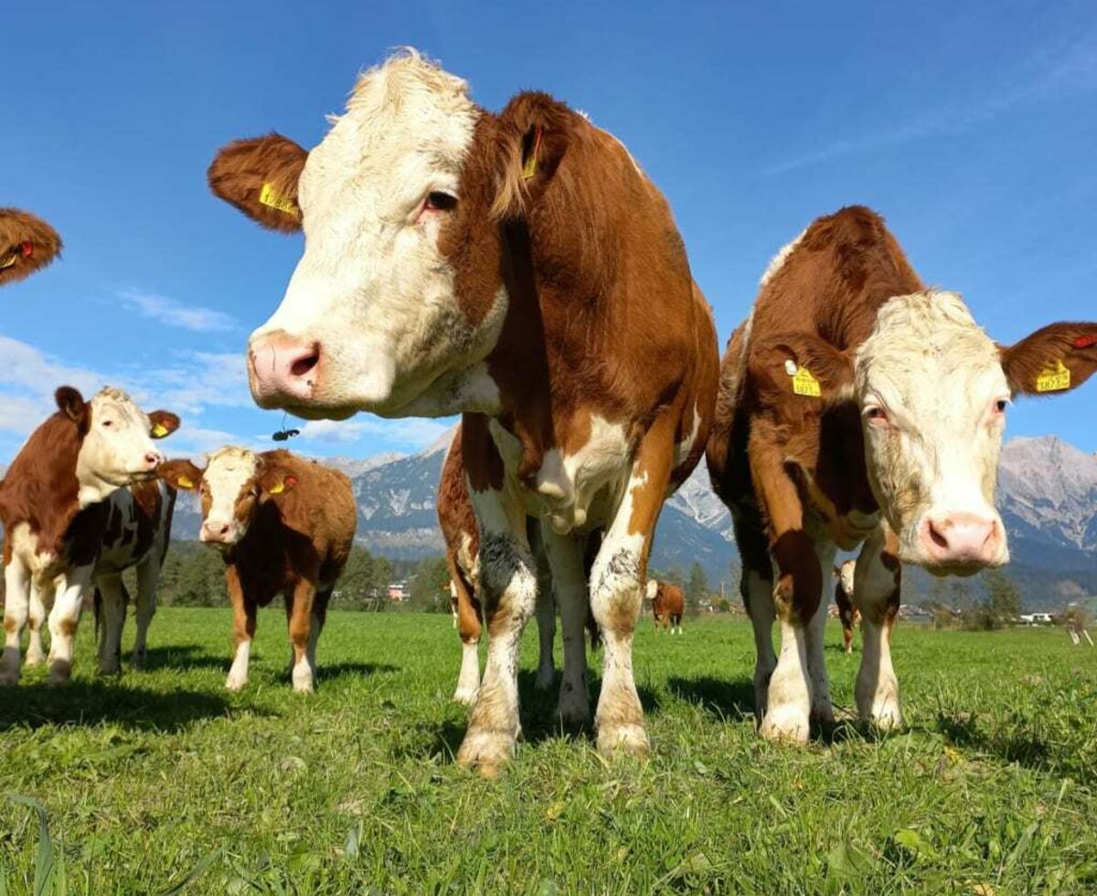 Calves on the field