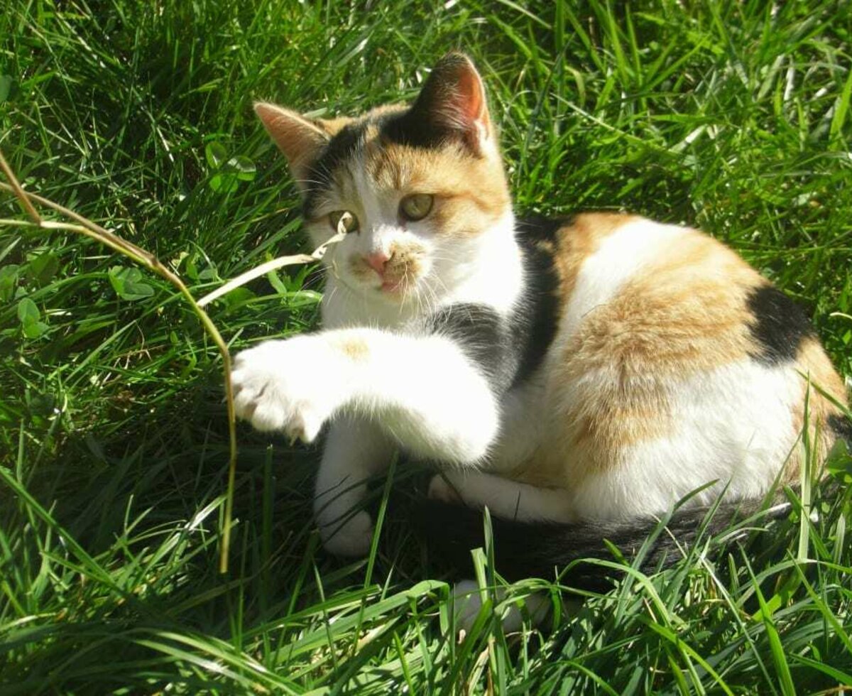 I am Susi and I am very playful! Because my fur has this special colouring, it is said that I bring good luck. Am I not adorable?