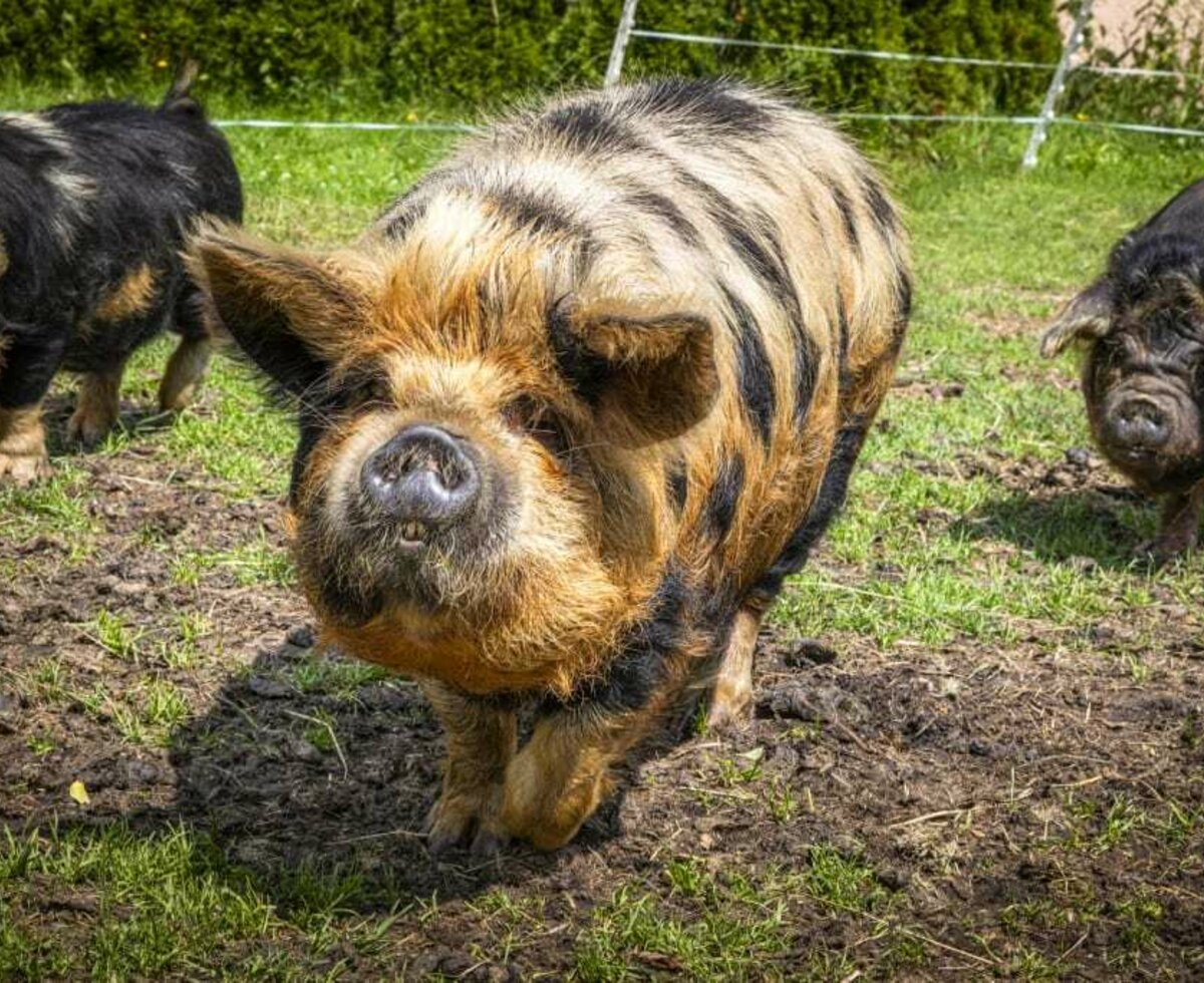 Kune Kune pigs