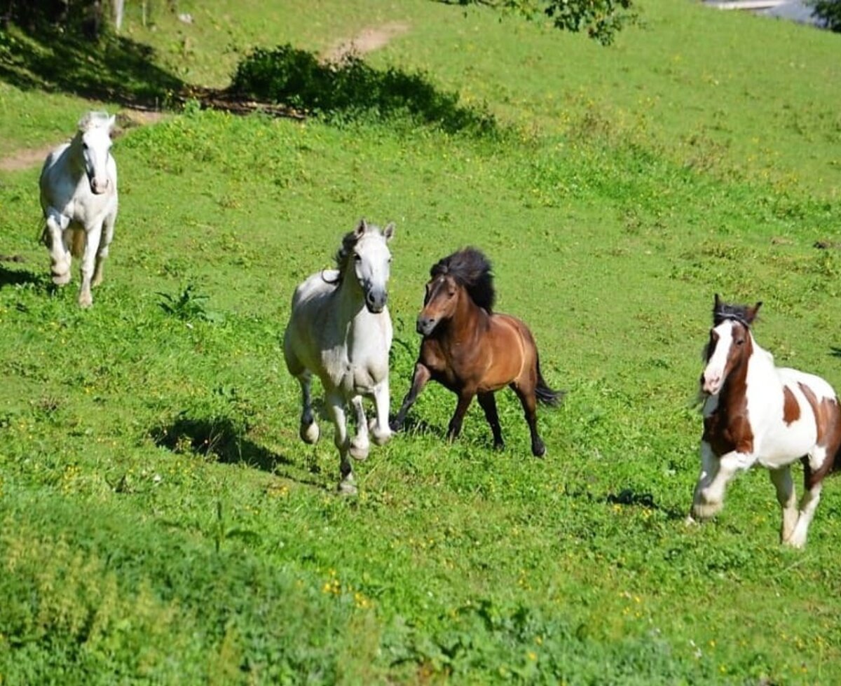 horses at Millinghof